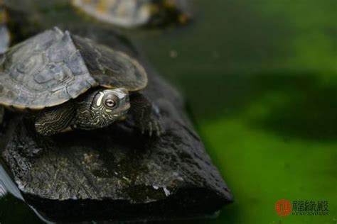 烏龜可以養兩隻嗎 三角形風水